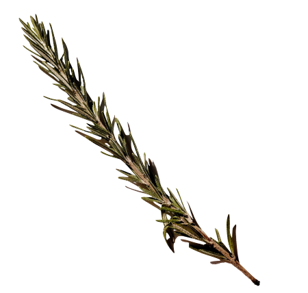 CLE-Cosmetics-Rosemary-Leaf-Oil-Ingredient