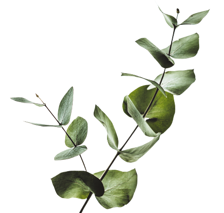 CLE-Cosmetics-Eucalyptus-Leaf-Oil-Ingredient